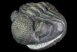 Wide Enrolled Pedinopariops Trilobite #66337-2